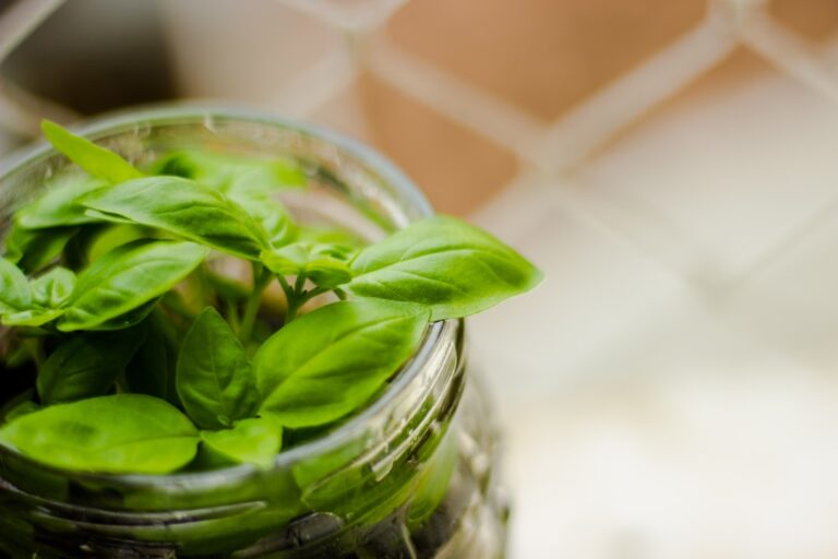 Photo Fermentation jar