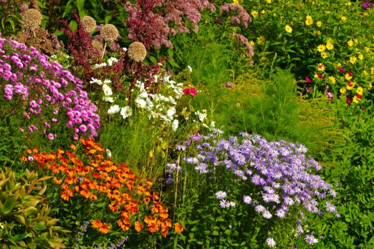 Photo Herb garden