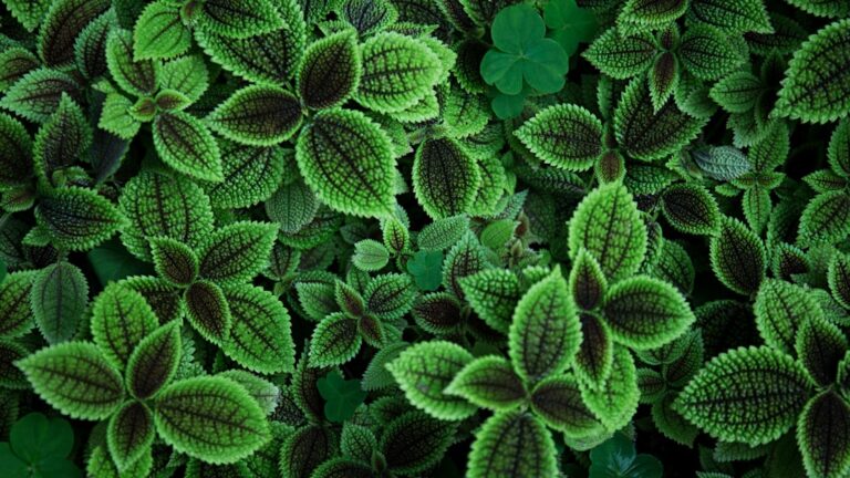 Photo Botanical syrup