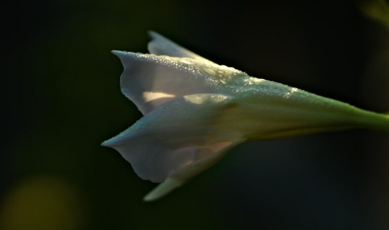 Photo Stille morgen kaffe