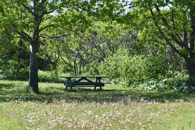 Photo Family picnic